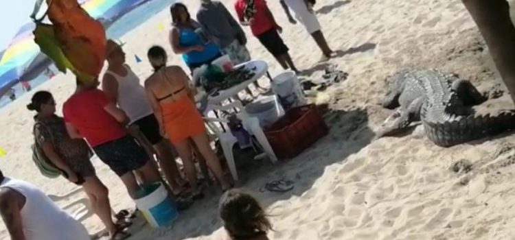Cocodrilo sorprende bañistas en Playa de Los Tules
