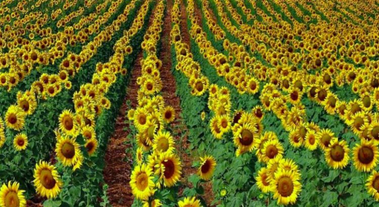 Producción de Girasol fortalecerá economía de Argentina