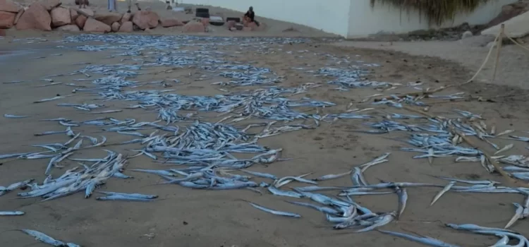 Peces aparecen muertos en Puerto Vallarta