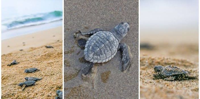Continúa obra en zona de anidación de tortugas en Vallarta
