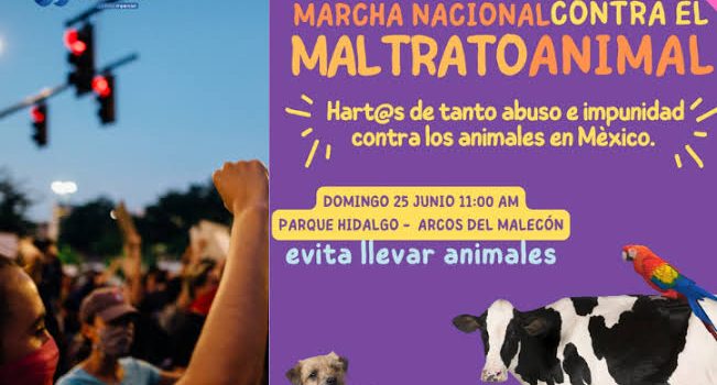 Convocan en Puerto Vallarta a marcha nacional contra el maltrato animal