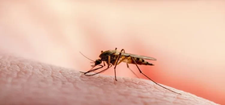 Esperan aumento en casos de dengue durante temporal de lluvias en Jalisco