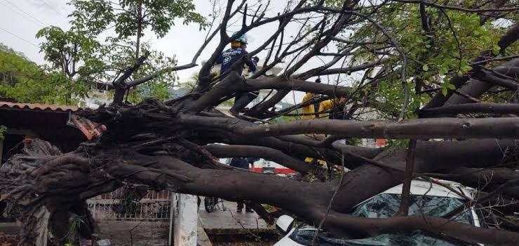 Tormenta provoca caída de árboles y postes en Vallarta