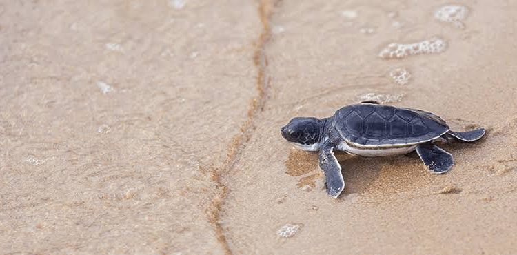 Vive la experiencia de liberación de tortugas marinas en Puerto Vallarta
