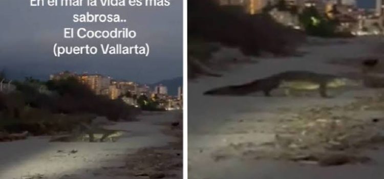 Captan a cocodrilos nadando en playas de Vallarta