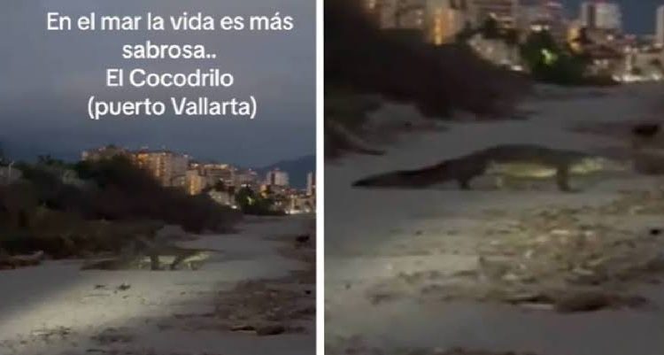 Captan a cocodrilos nadando en playas de Vallarta