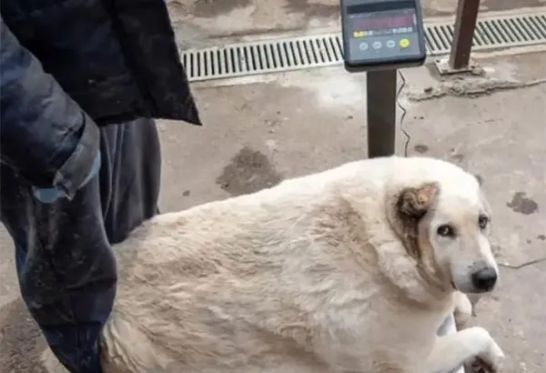 Ponen a dieta a lomito callejero