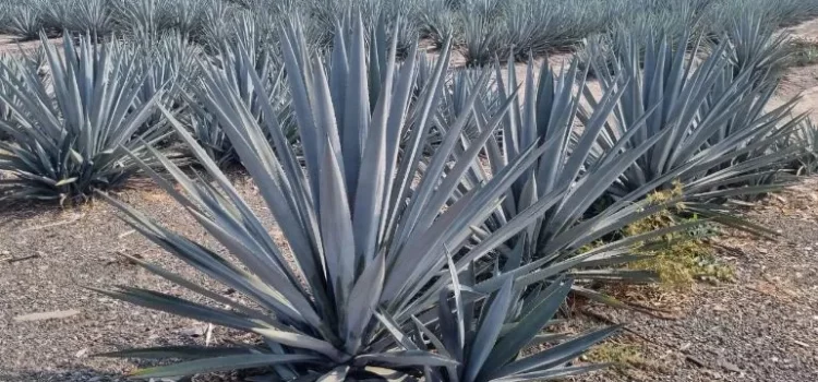 Precios del agave se desploman ante sobreproducción