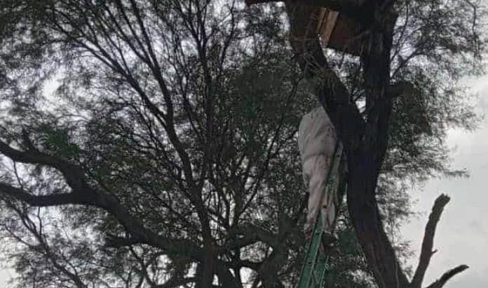 Registra Jalisco nula producción de miel de mezquite
