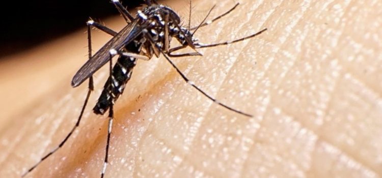 Vallarta presenta más de 100 casos de dengue