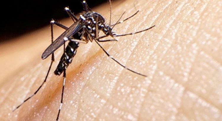 Vallarta presenta más de 100 casos de dengue