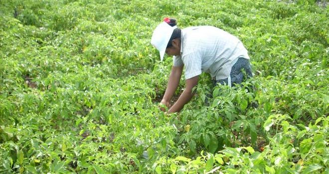 Agroproductores de Jalisco piden a Sheinbaum fortalecer a Senasica frente a revisión de T-MEC
