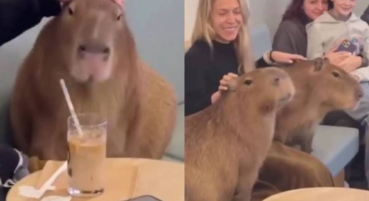La polémica detrás de los cafés con capibaras: ¿entretenimiento o explotación animal?
