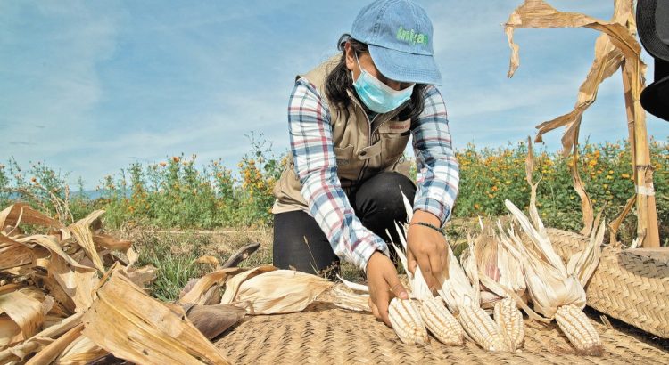 Crisis del Maíz en Jalisco: Secretaría de Agricultura Busca Solución