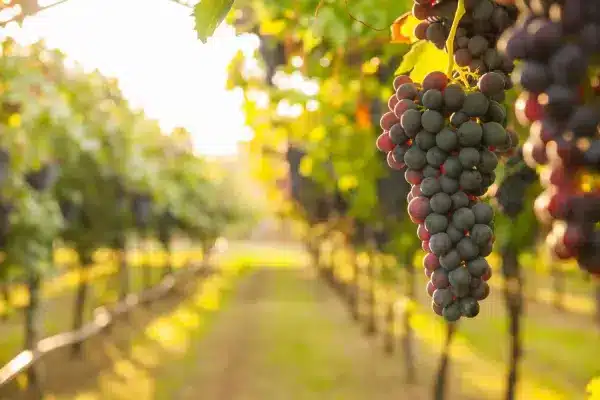 Descubre la ruta del vino de la Ribera de Chapala en Jalisco
