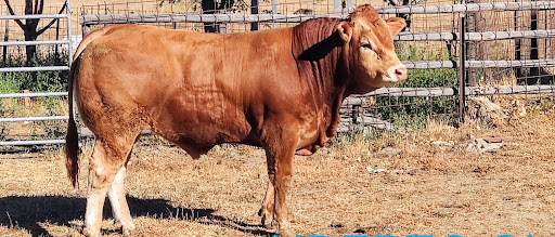 Jalisco: Líder nacional en producción de genética de ganado limousin