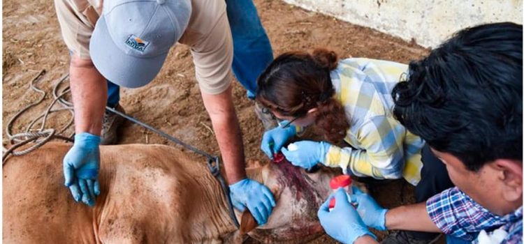 Funcionarios y expertos se reunen para atender brote de gusano barrenador