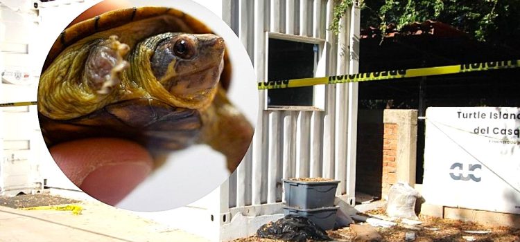 Falsos inspectores de Profepa roban 55 tortugas en Jalisco