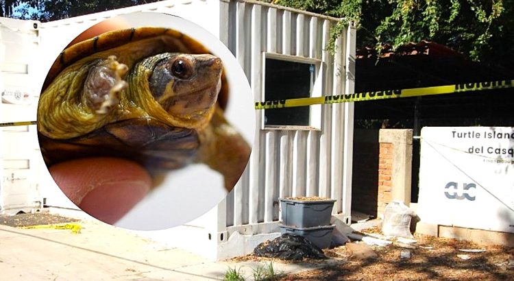 Falsos inspectores de Profepa roban 55 tortugas en Jalisco