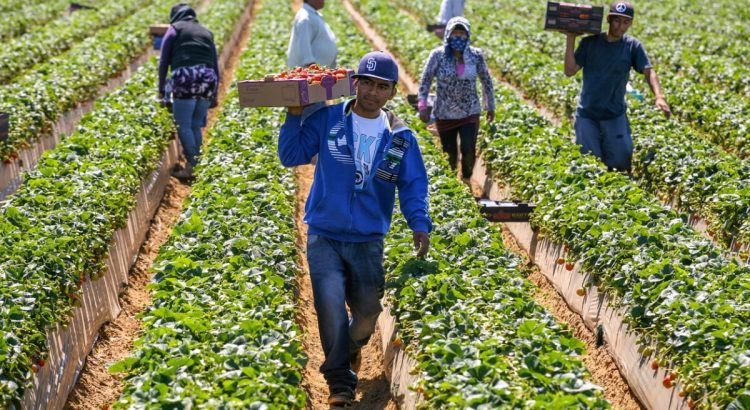 Modernización del TLCUEM beneficiará al sector agroindustrial de Jalisco