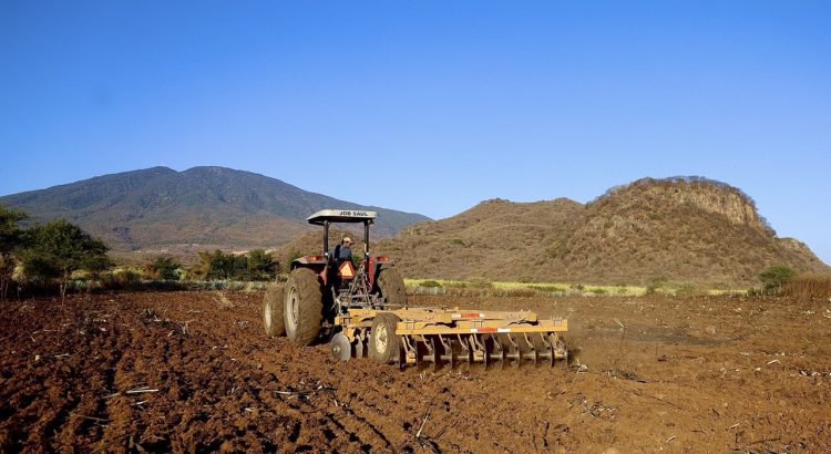 Comienza proceso de reconversión de cultivos de agave en Jalisco