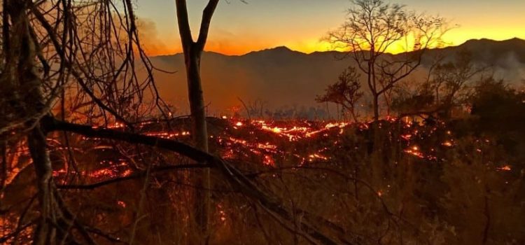 Emergencia Ambiental en la Costa de Jalisco