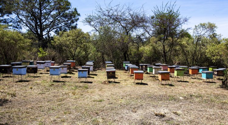 Ventanillas de Atención para Productores Agroalimentarios en Jalisco