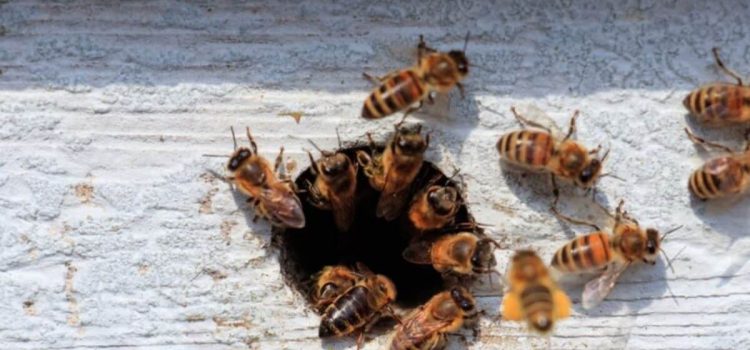 Abejas dejan 40 lesionados durante un viacrucis en Poncitlán, Jalisco