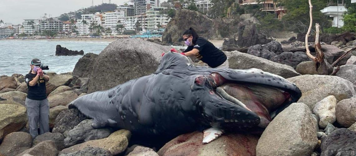 Hallan ballenato muerto en el Malecón de Puerto Vallarta