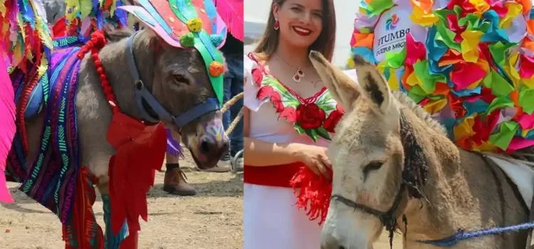 Invitan a … concurso de rebuznos