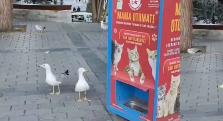 Gaviotas aprendieron a maullar para obtener comida