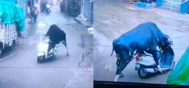 Toro “roba” una motoneta y se “da a la fuga”