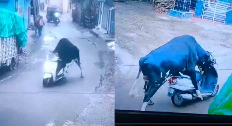 Toro “roba” una motoneta y se “da a la fuga”