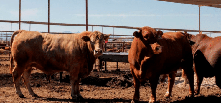 Caen precios del ganado por plaga de gusano barrenador
