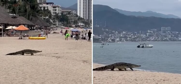 Captan cocodrilo caminando en una playa de Puerto Vallarta