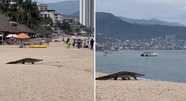 Captan cocodrilo caminando en una playa de Puerto Vallarta