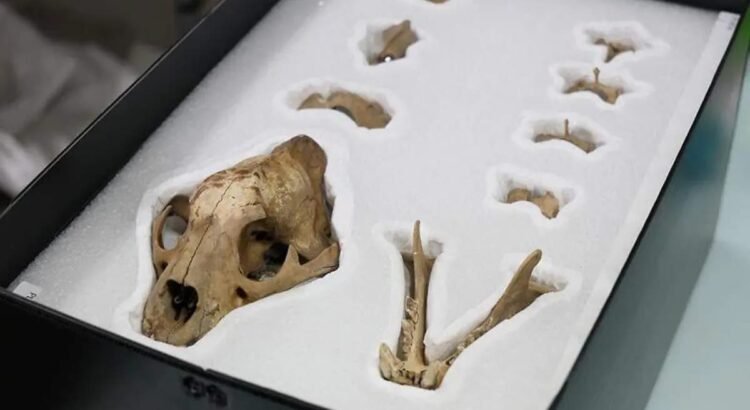 INAH encuentra ofrenda mexica con cientos de restos marinos y un jaguar en el Templo Mayor