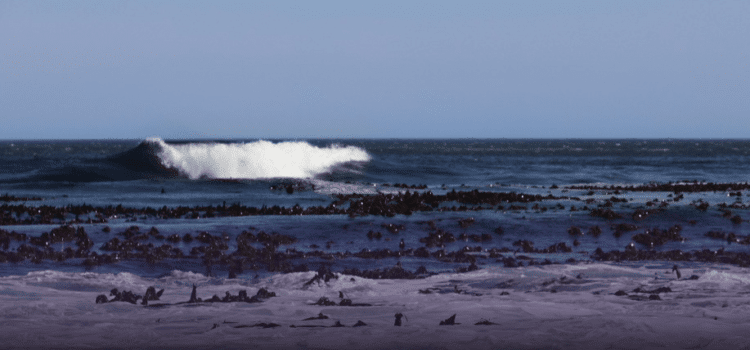 Playas de Jalisco con sargazo