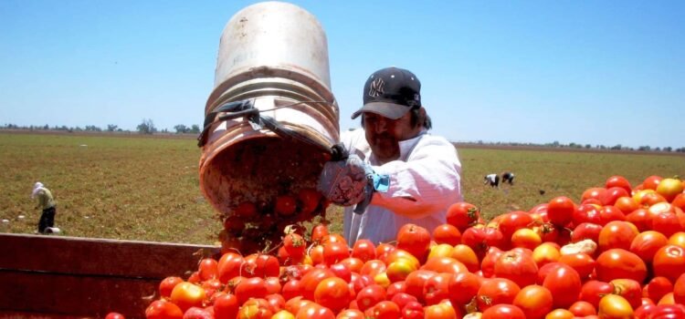IP y autoridades de Jalisco confían en que no habrá arancel a tomate mexicano