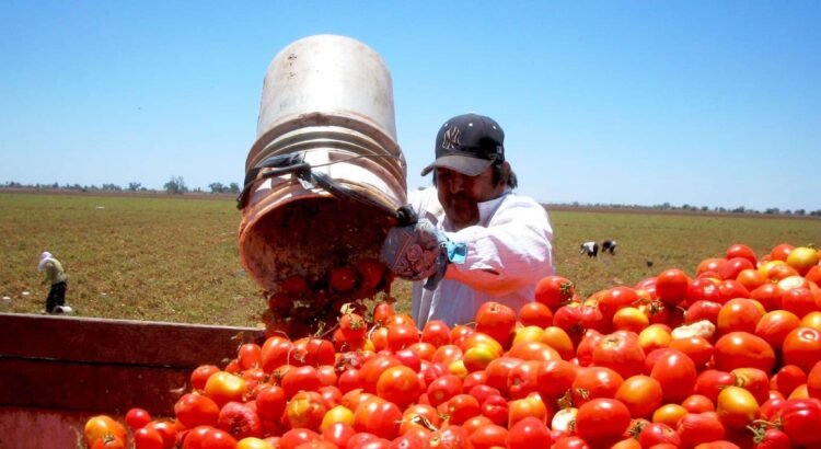 IP y autoridades de Jalisco confían en que no habrá arancel a tomate mexicano