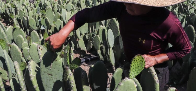 Impulsan cultivo de nopal forrajero en la región Norte de Jalisco