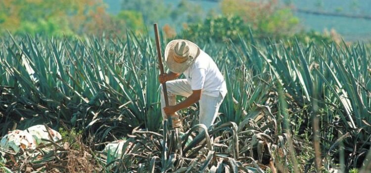 Jalisco es el mayor productor de tequila