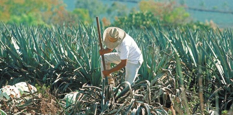 Jalisco es el mayor productor de tequila Jalisco es el mayor productor de tequila
