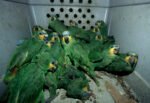 Desmantelan red de tráfico ilegal de aves en mercados de Jalisco
