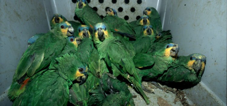 Desmantelan red de tráfico ilegal de aves en mercados de Jalisco