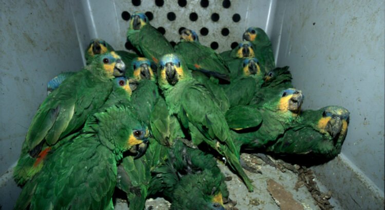 Desmantelan red de tráfico ilegal de aves en mercados de Jalisco