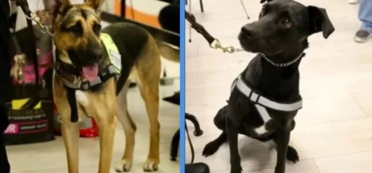 Entrenan a dos perritos para detectar al gusano barrenador