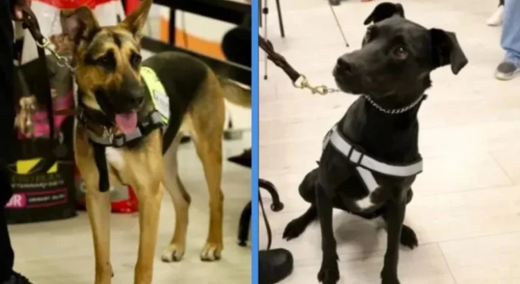 Entrenan a dos perritos para detectar al gusano barrenador Entrenan a dos perritos para detectar al gusano barrenador