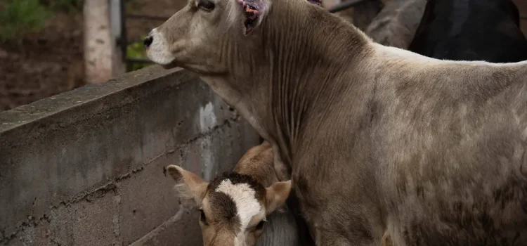 Presenta SADER Jalisco acciones que ha realizado para evitar el gusano barrenador del ganado
