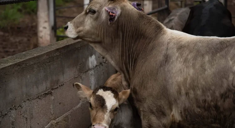 Presenta SADER Jalisco acciones que ha realizado para evitar el gusano barrenador del ganado Presenta SADER Jalisco acciones que ha realizado para evitar el gusano barrenador del ganado